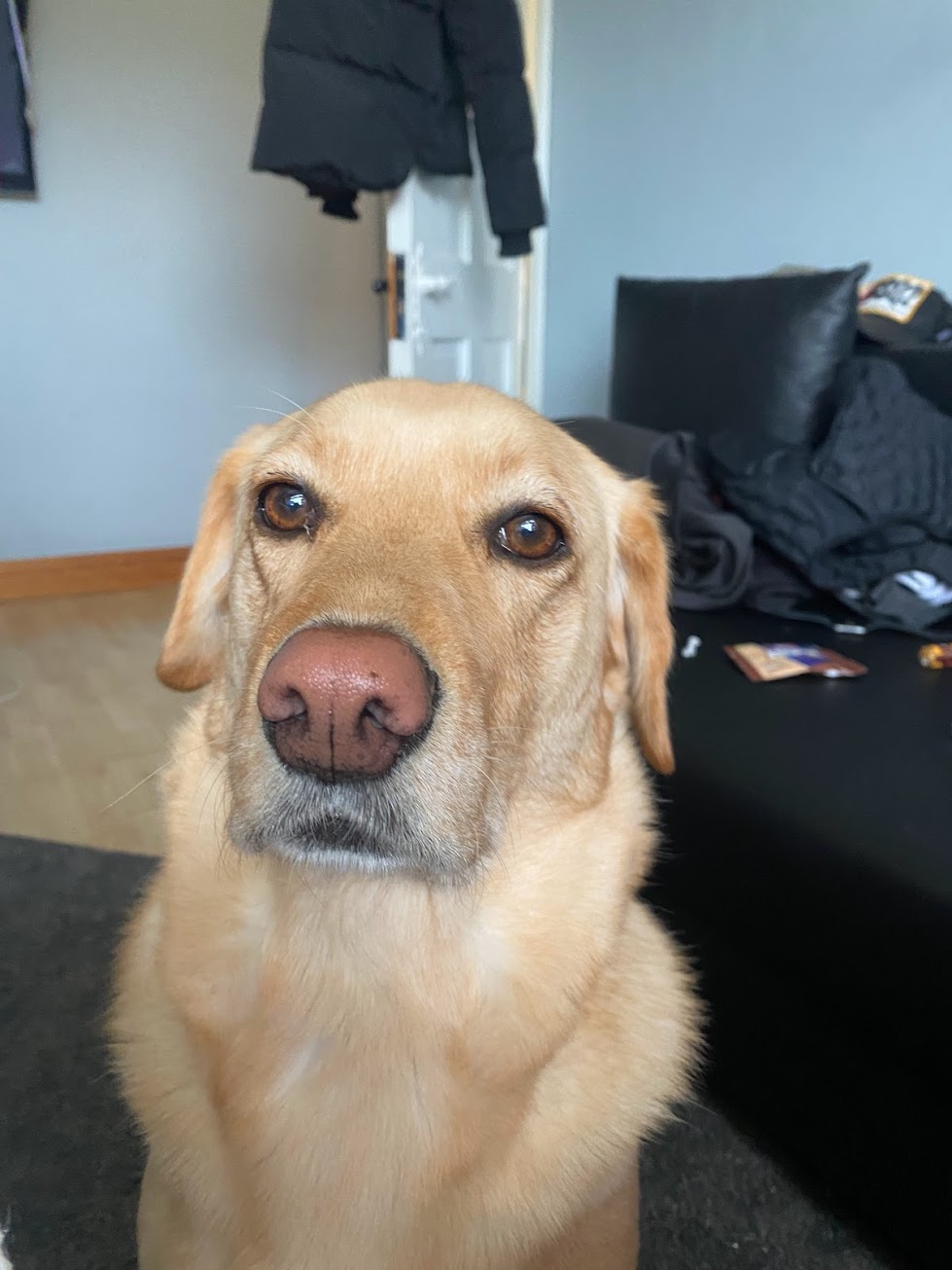 Bailey