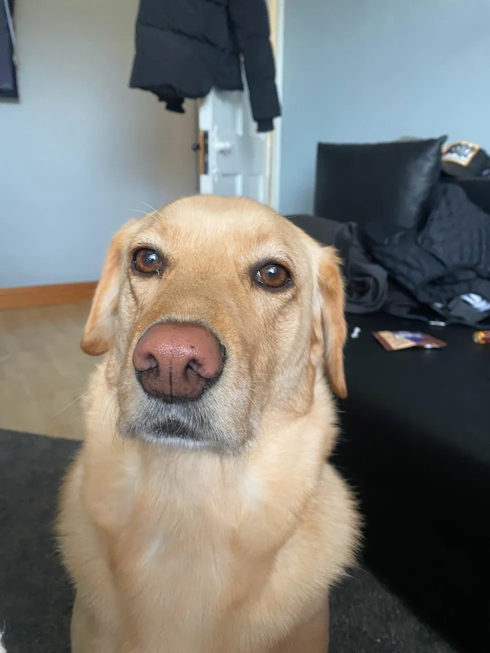 Bailey