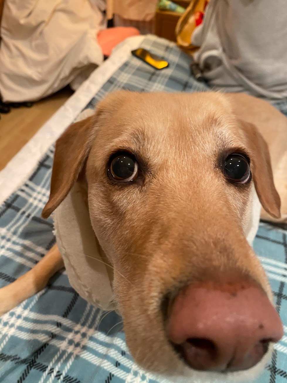 Bailey